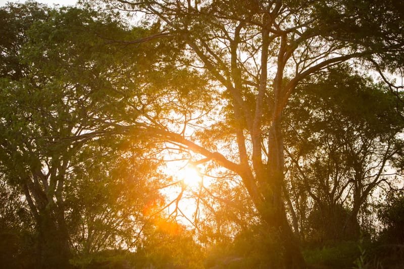 Low sun blazing through the branches of a tree