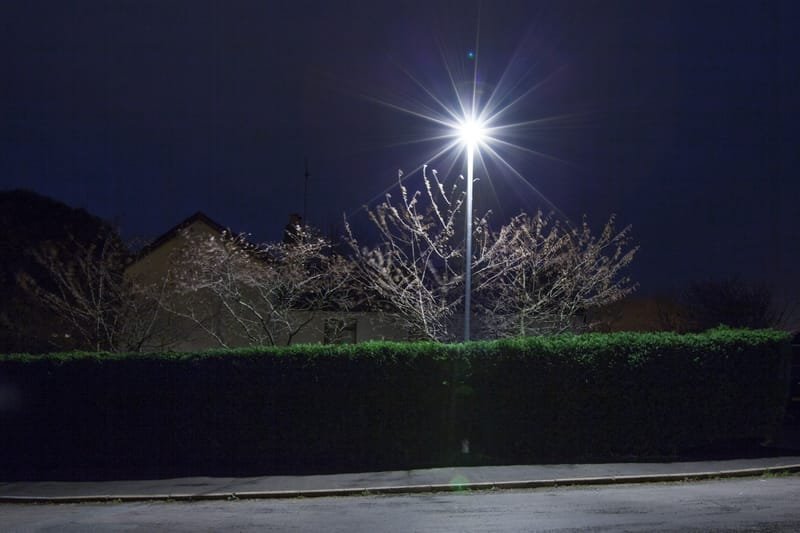 A blossoming tree caught in lamplight above a hedge at night, London