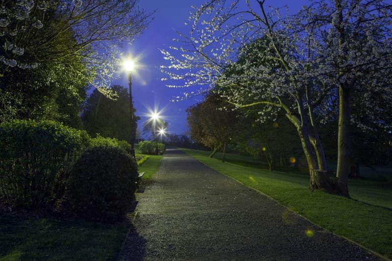Cherry blossom over a lamplit park path at night